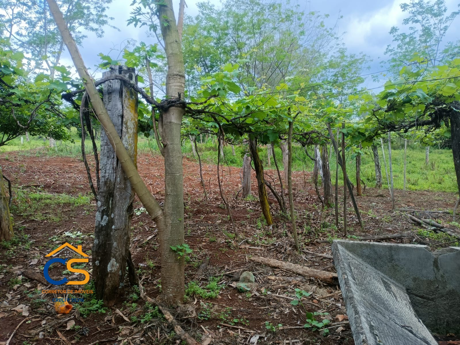Sítio localizado na médio Rio Branco Missal - Foto 2