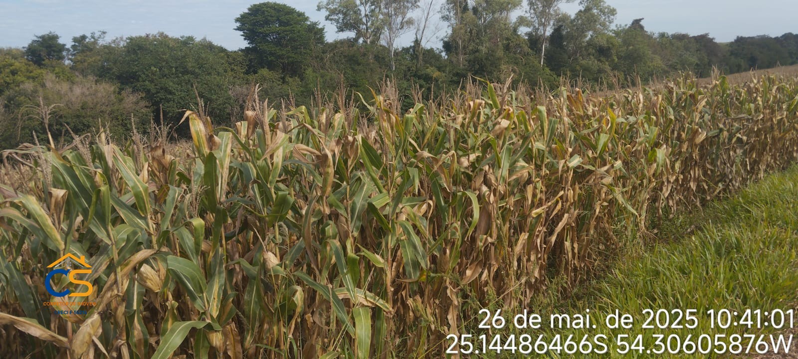 Chácara à Venda 2,42 hectares Itaipulândia -PR - Foto 3