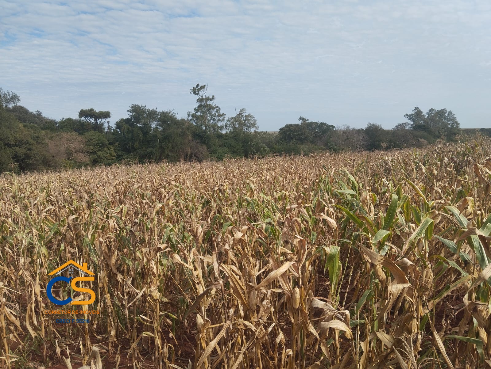 Chácara à Venda 2,42 hectares Itaipulândia -PR - Foto 6
