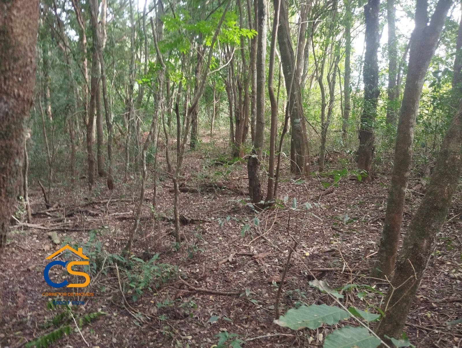 Chácara à Venda 2,42 hectares Itaipulândia -PR - Foto 7