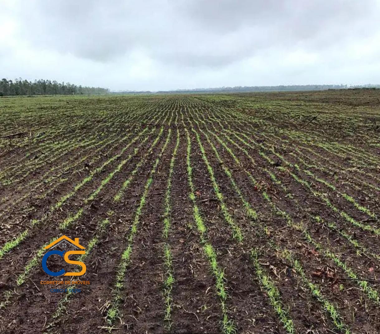 Fazenda á Venda 326 Alqueires | Primavera – RONDÔNIA - Foto 3