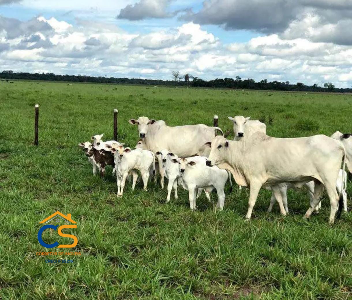 Fazenda á Venda 326 Alqueires | Primavera – RONDÔNIA