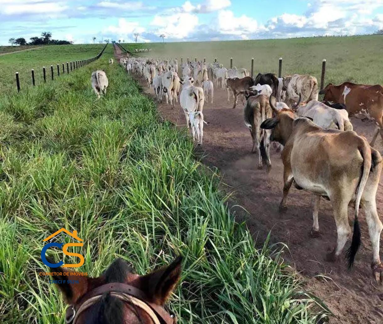 Fazenda á Venda 326 Alqueires | Primavera – RONDÔNIA - Foto 2