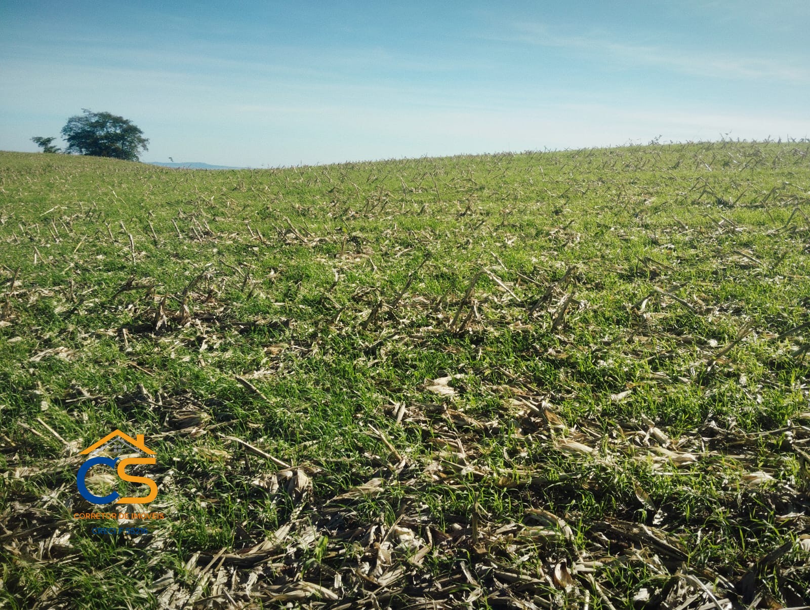Sitio 10 alqueires à Venda em Missal, PR - Foto 7