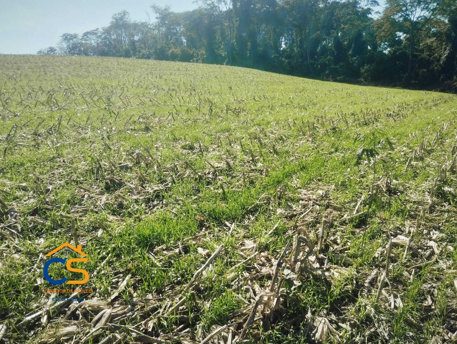 Sitio 10 alqueires à Venda em Missal, PR - Foto 9