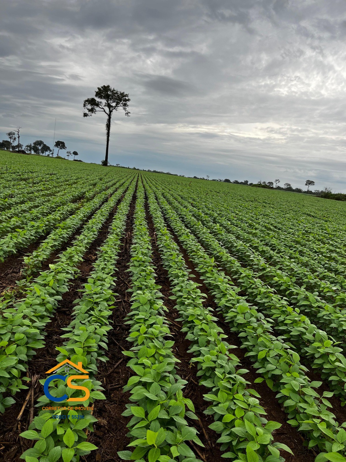 Fazenda à Venda em Rondônia – Região Vale do Guaporé, á 10 km da BR-429 - Foto 10