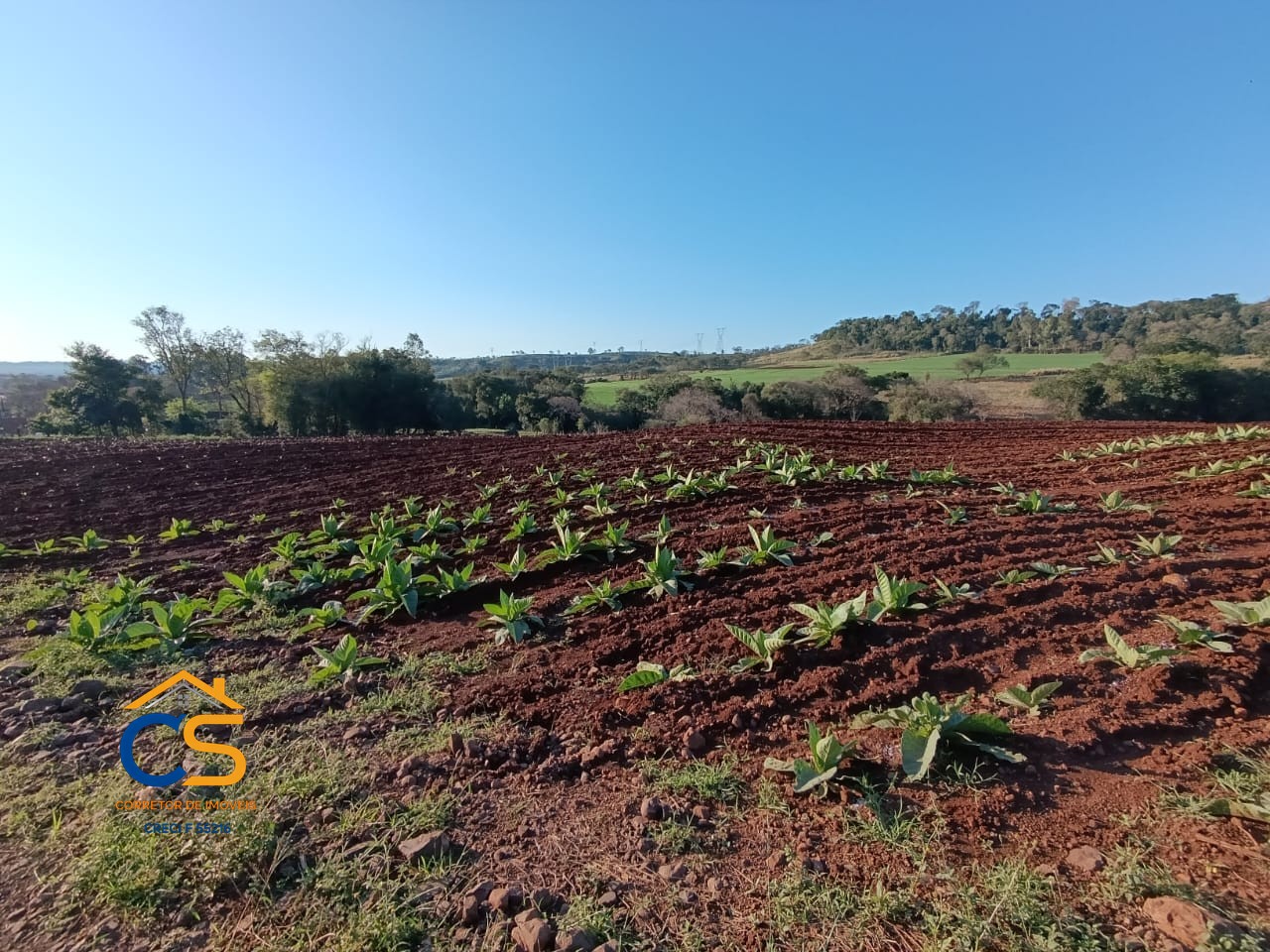 Sitio Medianeira -PR  Linha São Bernardo - Foto 8