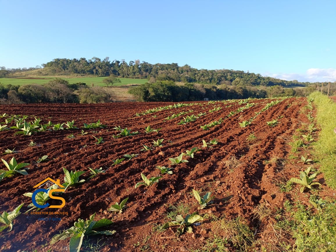 Sitio Medianeira -PR  Linha São Bernardo - Foto 7