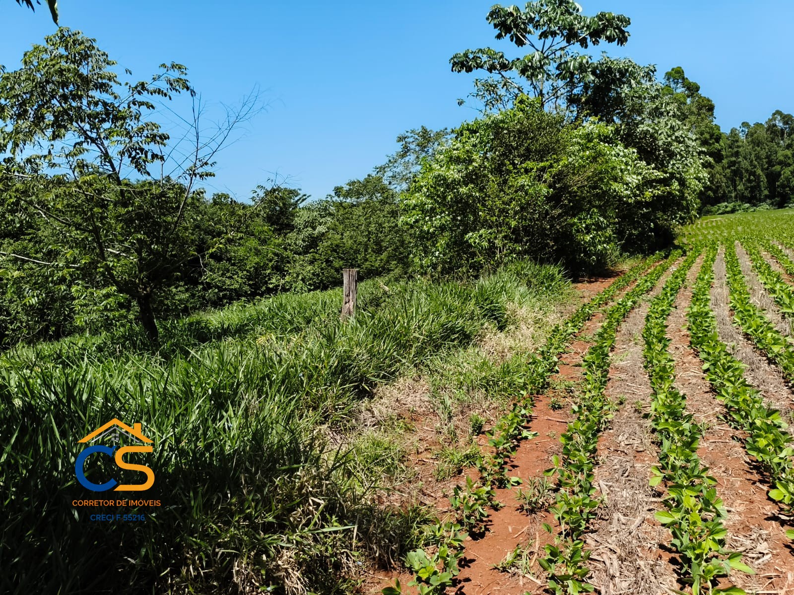 Vende-se Chácara em Santa Helena-PR  Vila Celeste - Foto 4