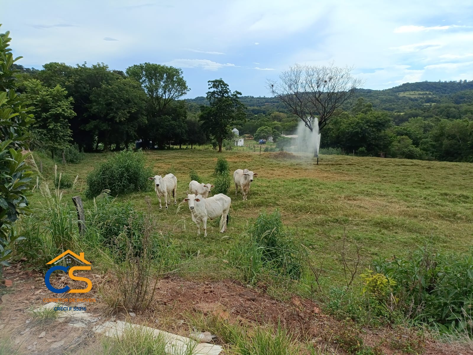Vende-se Sitio Missal com  Granja de suínos - Foto 9