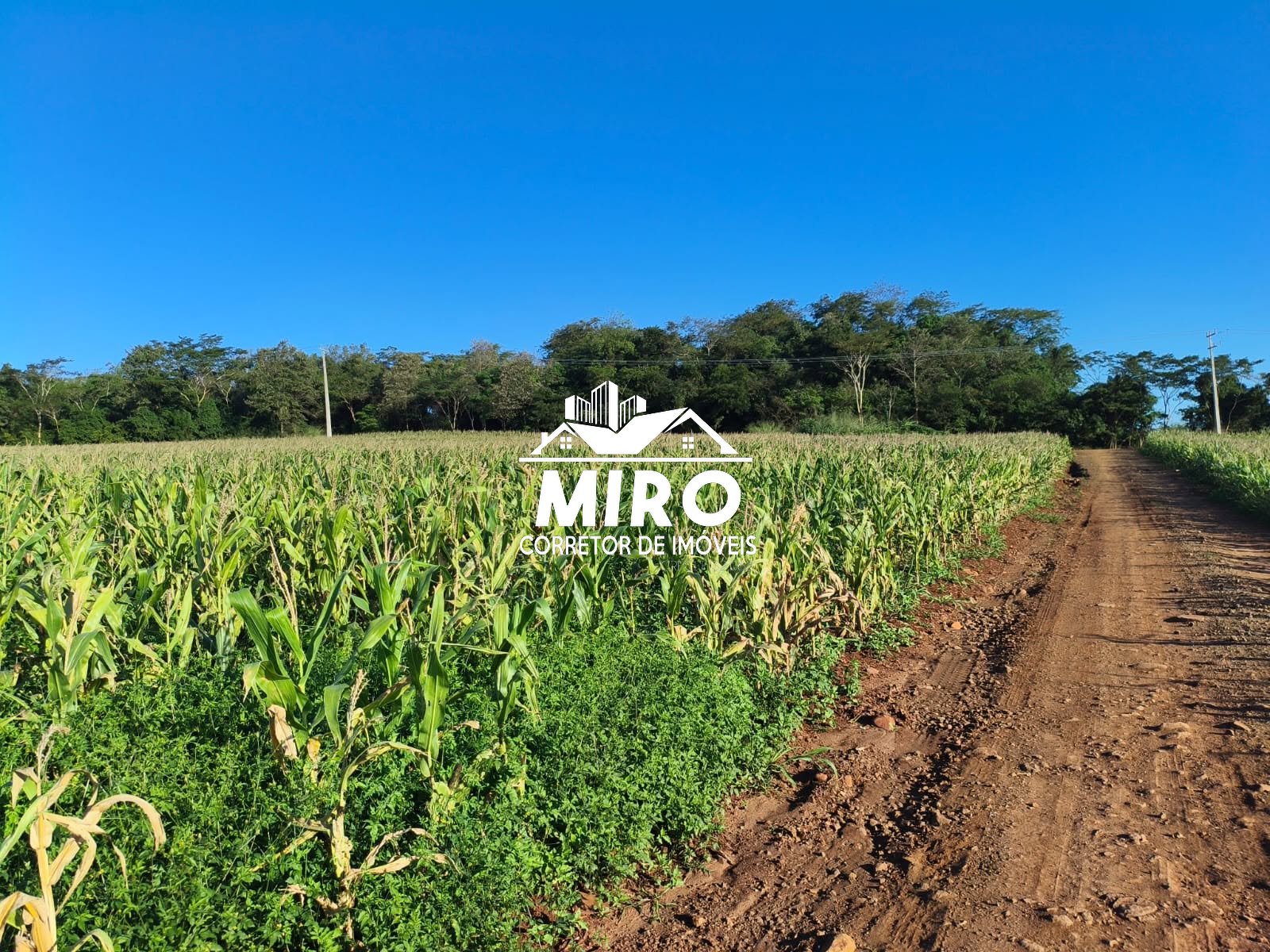 Imagem 4 de VENDE-SE ÁREA DE TERRA - RAMILÂNDIA-PR 🚜Realize o sonho da sua própria produção!